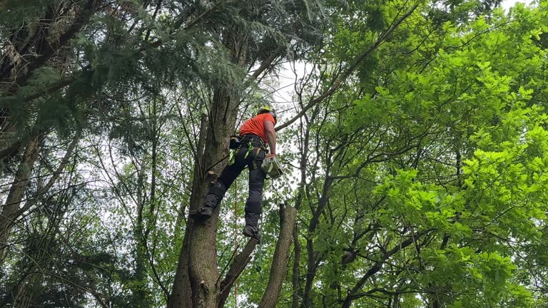 Best Tree Disease Treatment  in Afton, MN