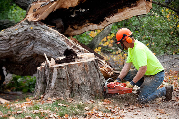 Best Tree Risk Assessment  in Afton, MN