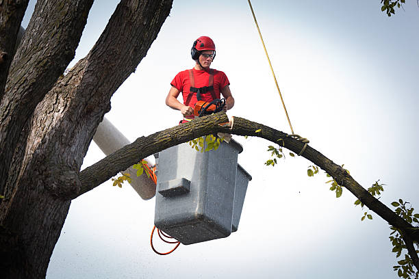 Best Storm Damage Tree Cleanup  in Afton, MN