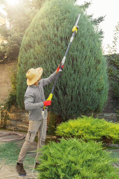 Best Tree and Shrub Care  in Afton, MN