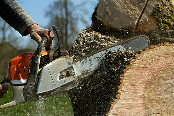 Best Root Management and Removal  in Afton, MN